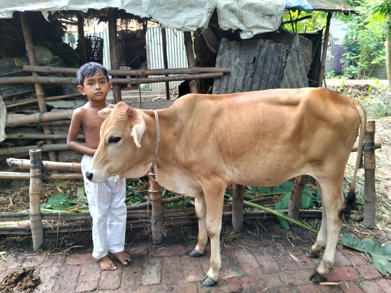 Child with a cow by a wooden fence.
